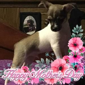 Meet your Posher, Alice